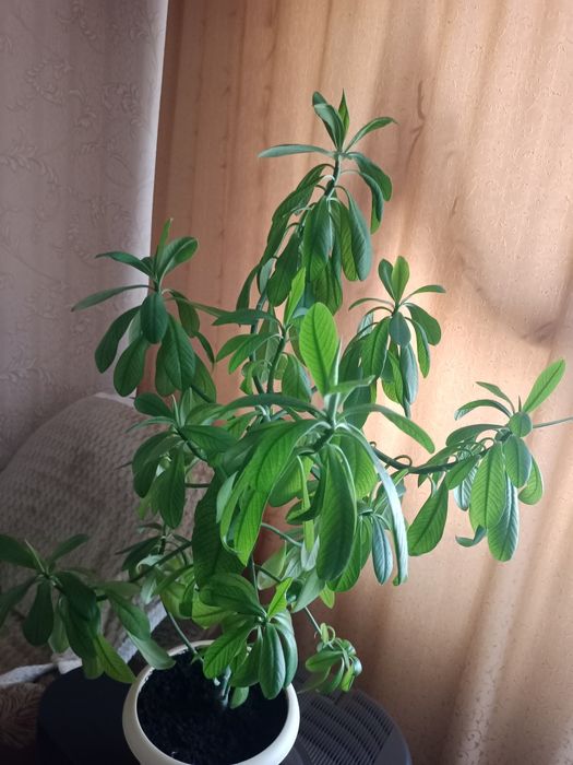 Продам - чайное дерево - растет год.