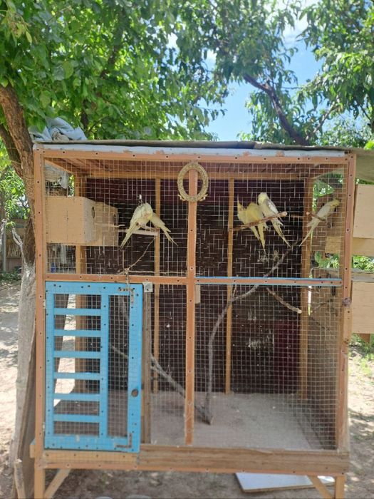 Papugay sotiladi turishi 13000