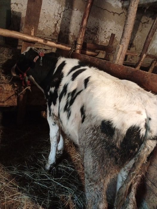 Vând vițel de rasa ciut alb cu negru