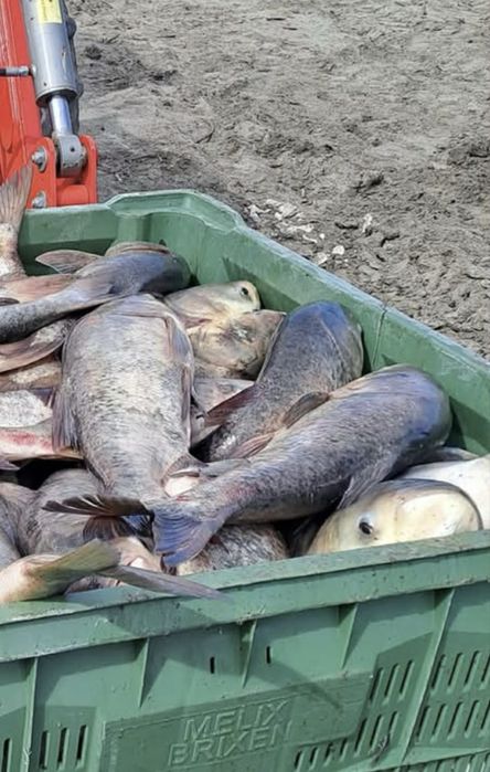 Продавам риба толостолоб