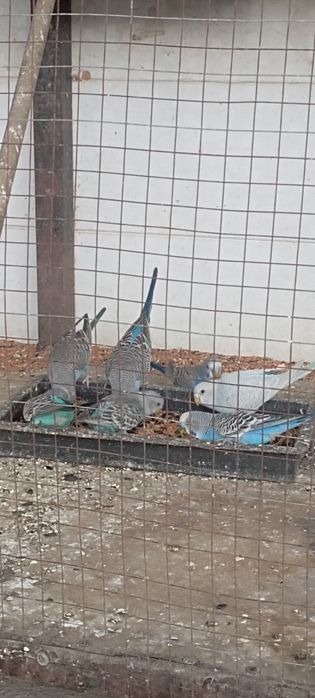 Сотилади.Тутикушлар.Нархи 65000 сум.