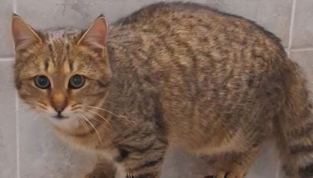 СРОЧНО! Кошечки и котики ищут дом!