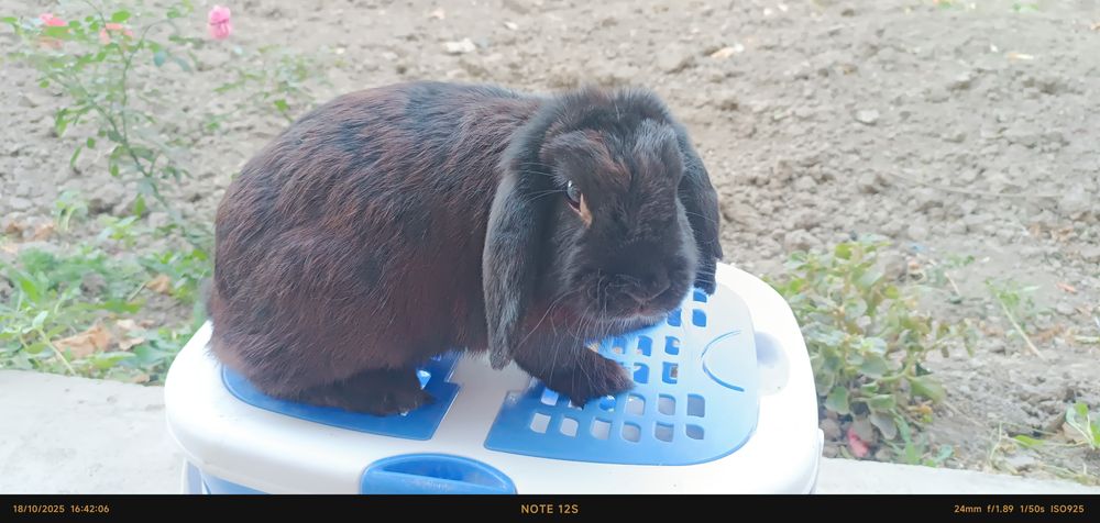 Karlik baran quyon sotuvda