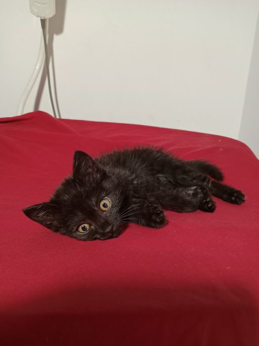 Котёнок батарейка.