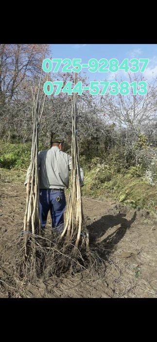 Livram;Plantam Nuci Chandler Aluni Soi.Ciresi. Paulownia RO UE