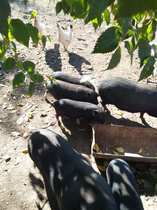 Виетнамски прасета на 2 месеца