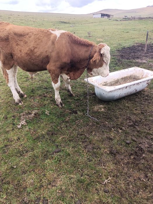 Vând tăuraș de 1 an și aproximativ 380 kg