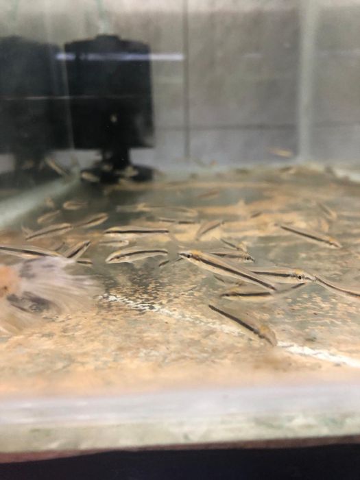 Sae cei mai buni mâncători de alge