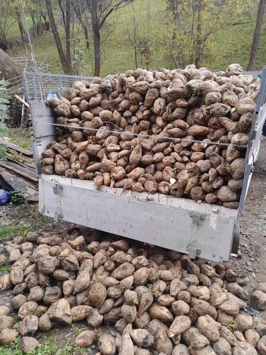 Sfeclă de zahăr pentru oi,vaci‼