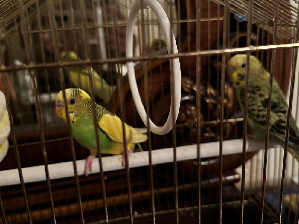 Волнистые попугаи, цена за двоих вместе с клеткой + корм