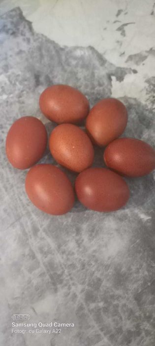 Oua pt incubat rasa maranas