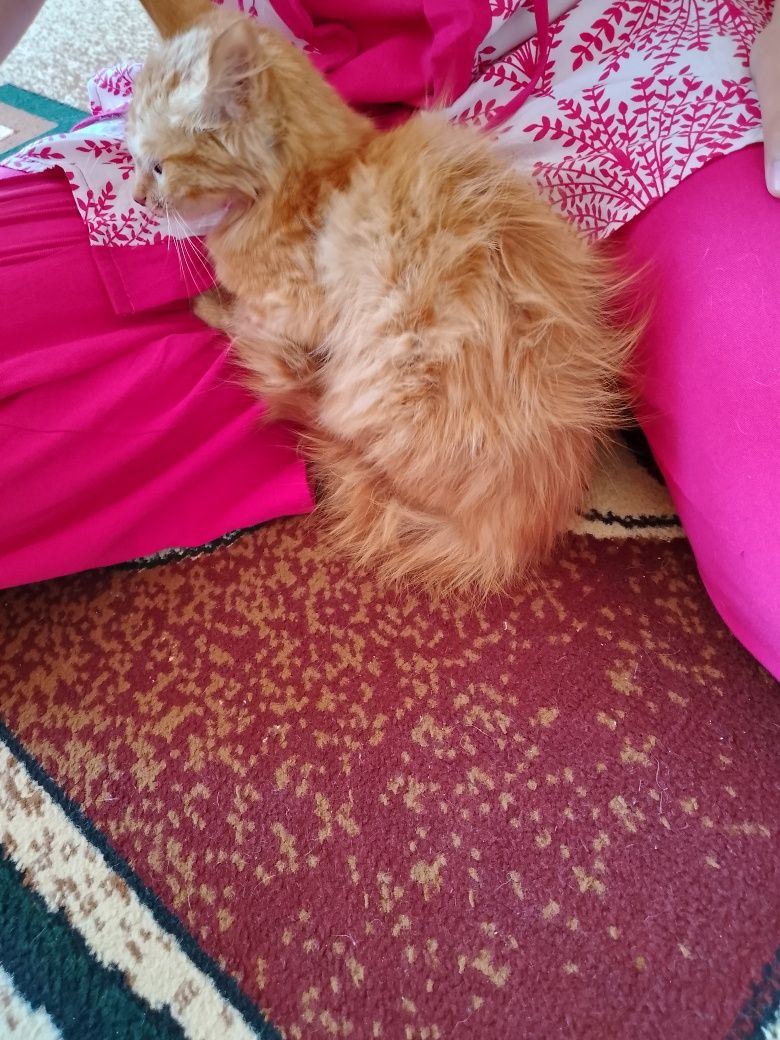 Uch oyli O'GIL turetiskiy Angora mushuklar hadyaga