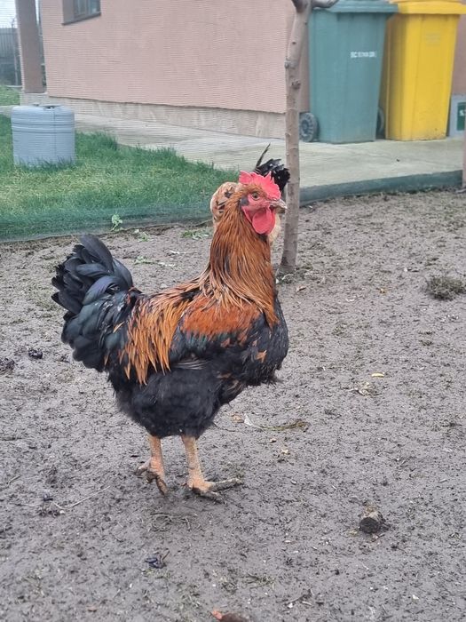 Cocoși tânăr din primăvară