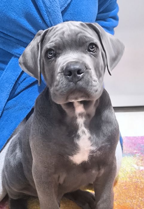 Mascul Cane Corso Gri Blue, Pedigree+