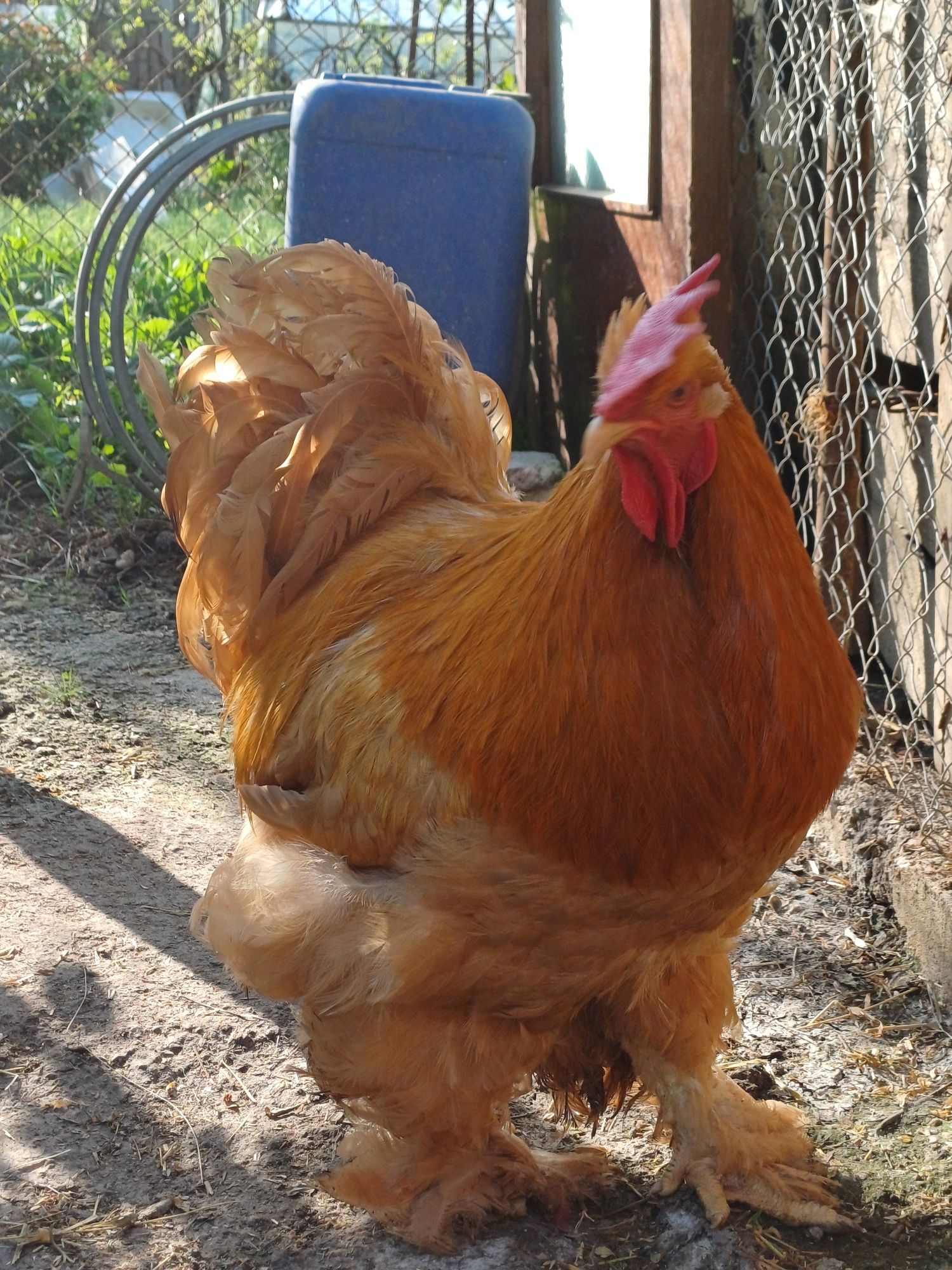 Vând cocos cochinchina galben uriaș