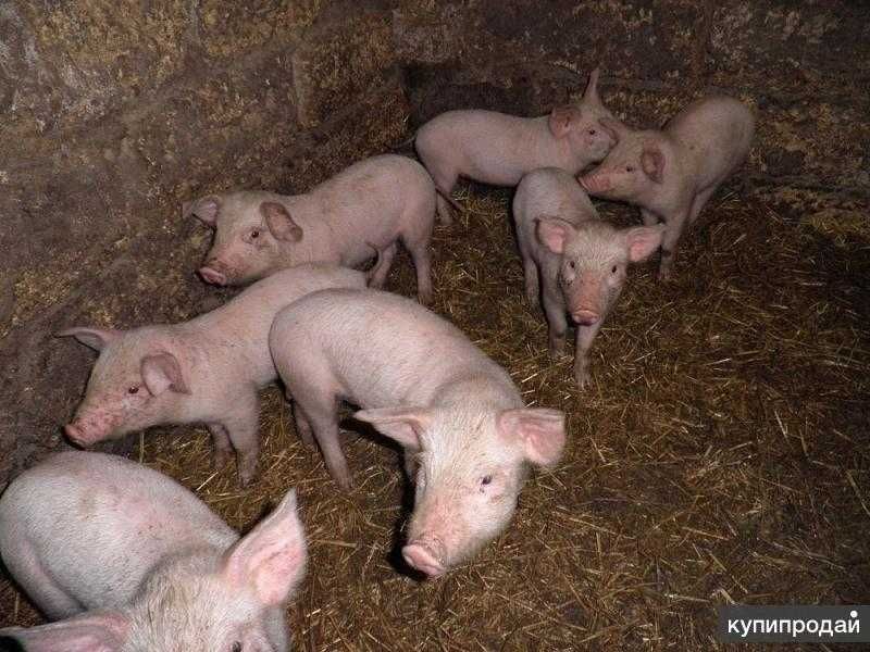 Поросята 1 месяц