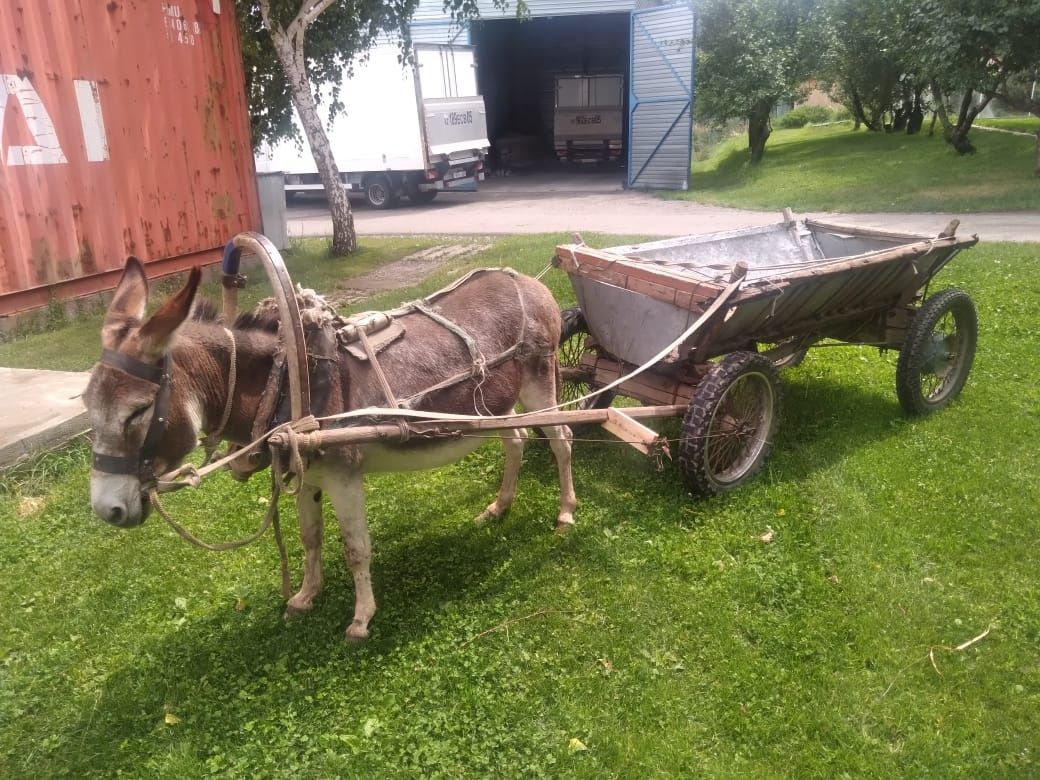 Ишак.  Продам осла с бричкой