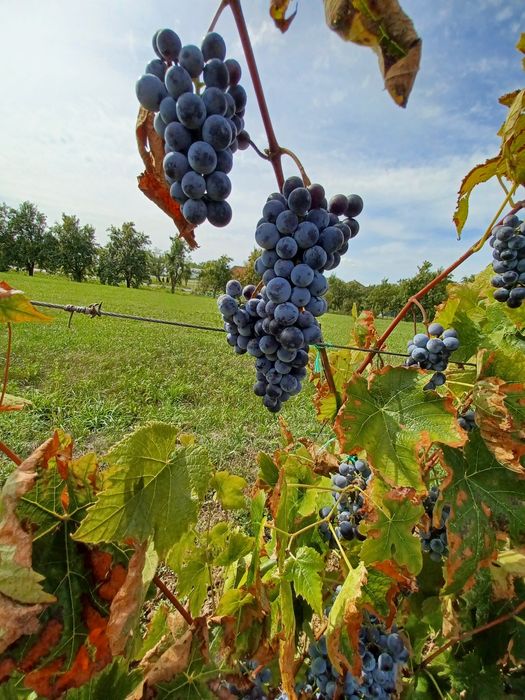 Vand struguri pentru vin