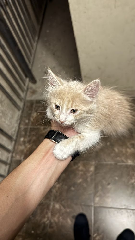 Продается Котенок