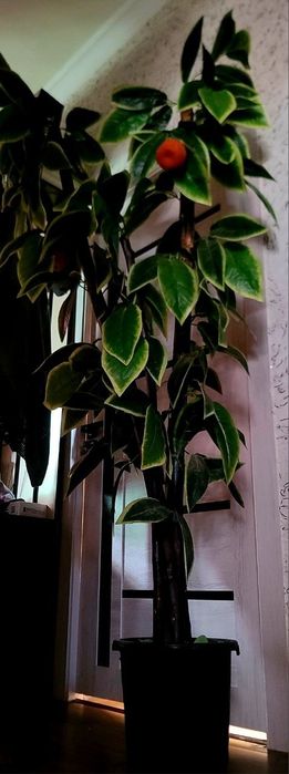 Срочно высокие искусственные деревья высота 1.90. Читайте опесание