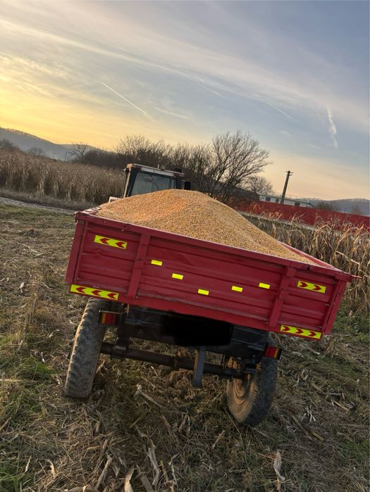 Porumb  boabe productie 2025