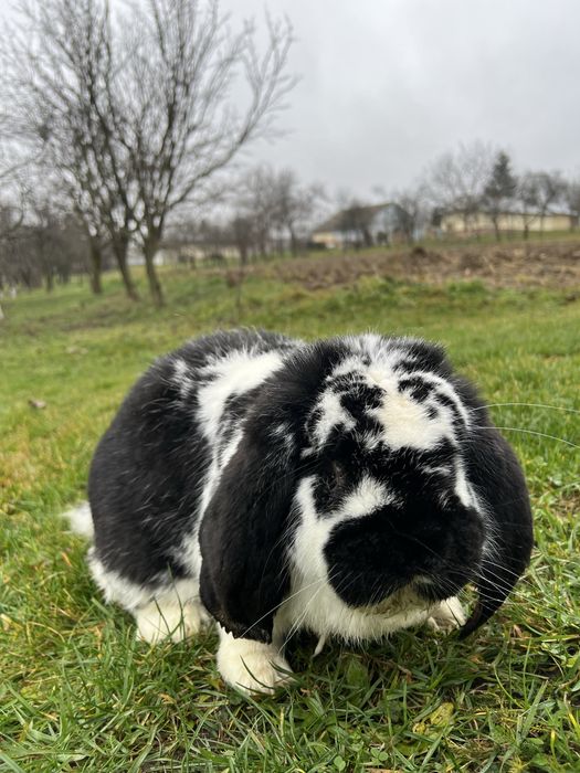 Vand iepure berbec german