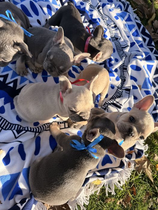 Чистокръвни Френски Булдочета