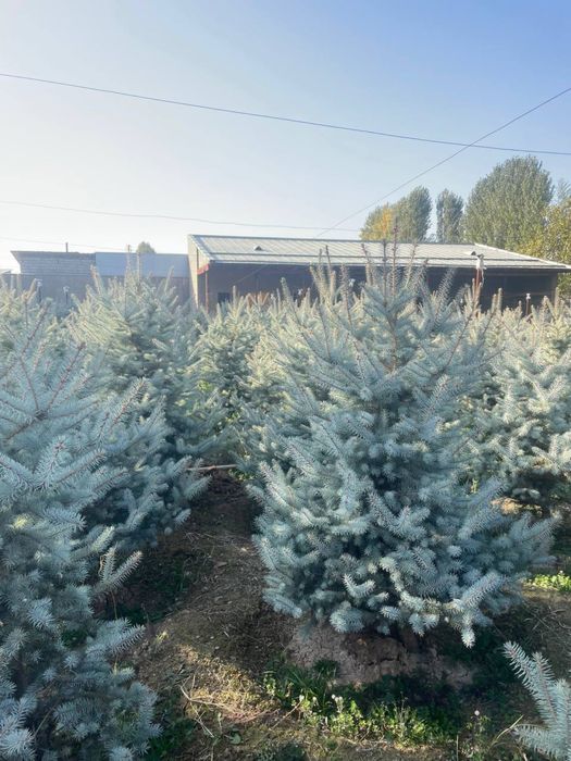 Голубая Ель(Blue Diamond)