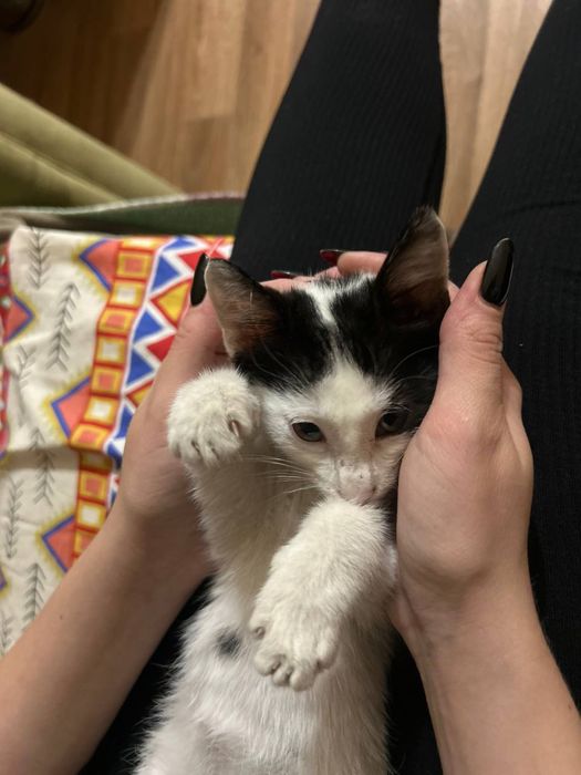 Отдам котенка