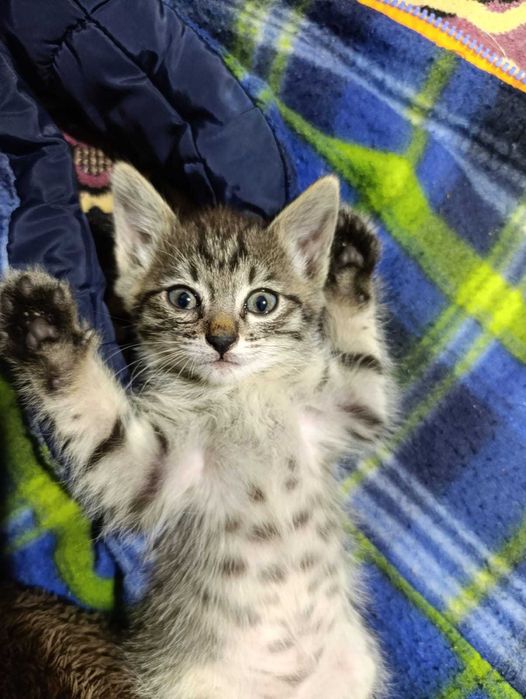 Отдам котят в добрые руки