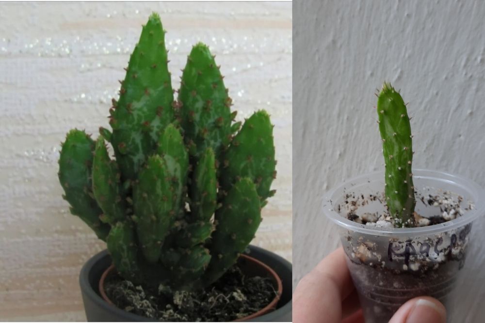 Опунция мраморная детка и много других цветов