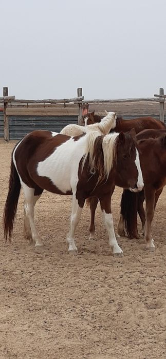 Жас биелер сатылады