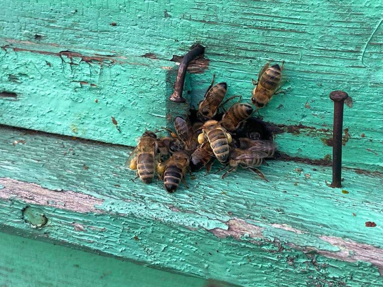 Продам пасеку, пчелосемьи