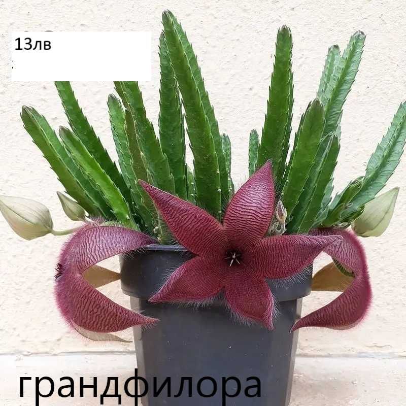Стапелия - Налични 3 вида