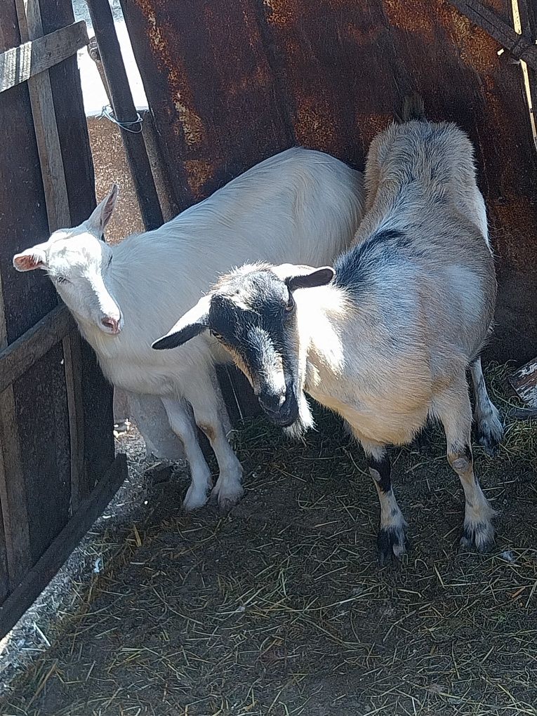 Vând gâște  vând capre