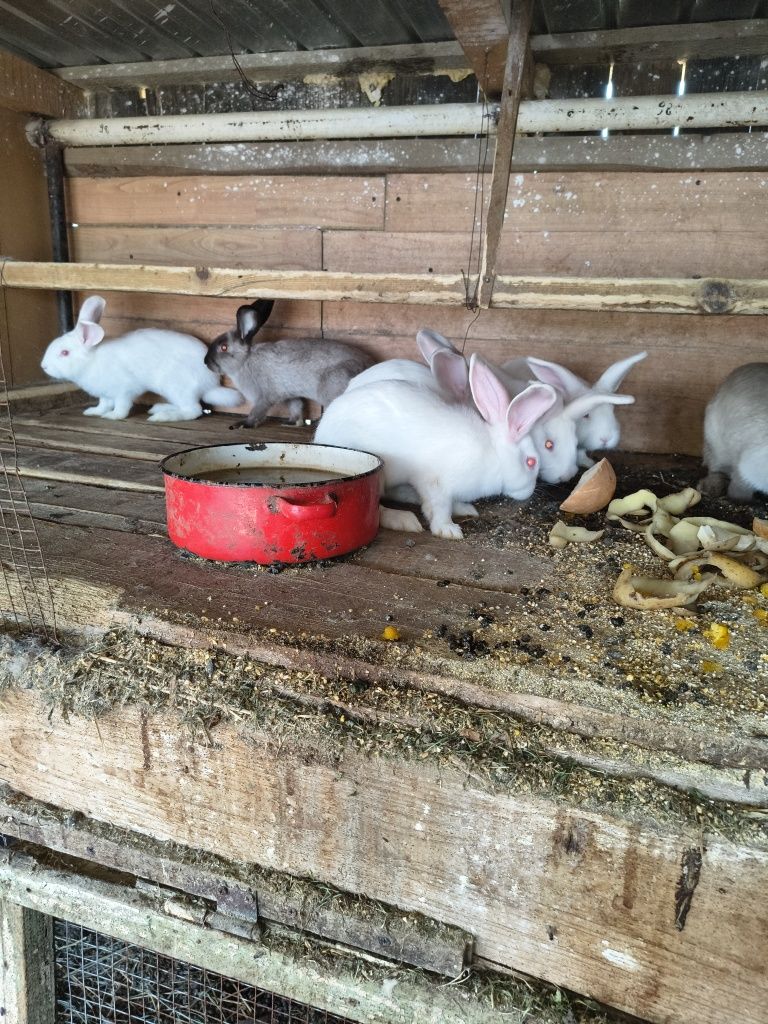 Vând pui de curca și curca