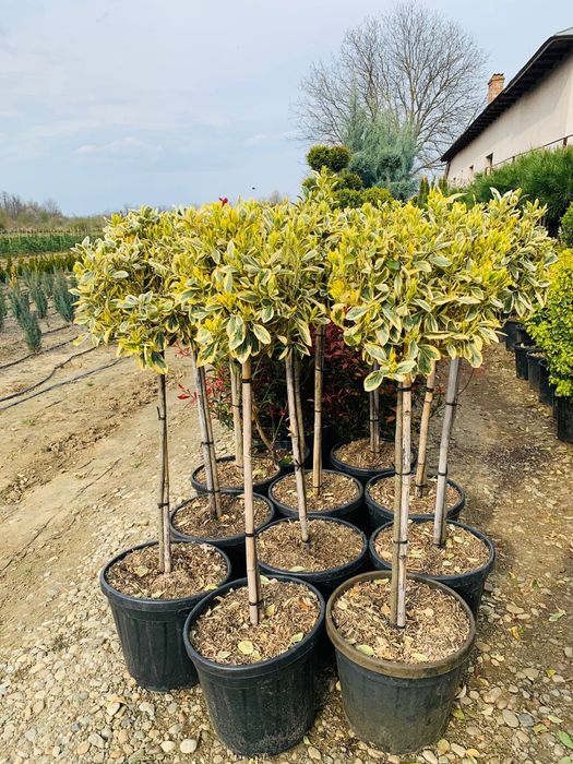 Plante ornamentale crescute in ghiveci la preț de producător