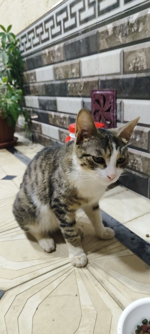 Uy mushugi, Surxondaryo Termiz
