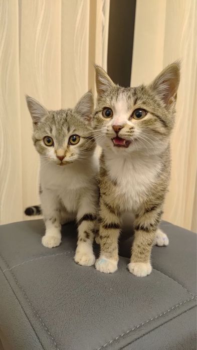 Zotli toza mushuklar