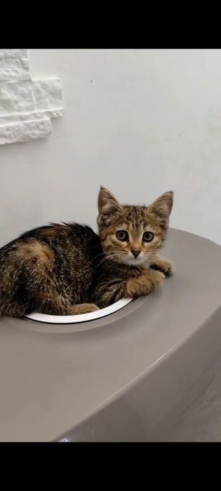 Котёнок 2х месяцев ищет дом!