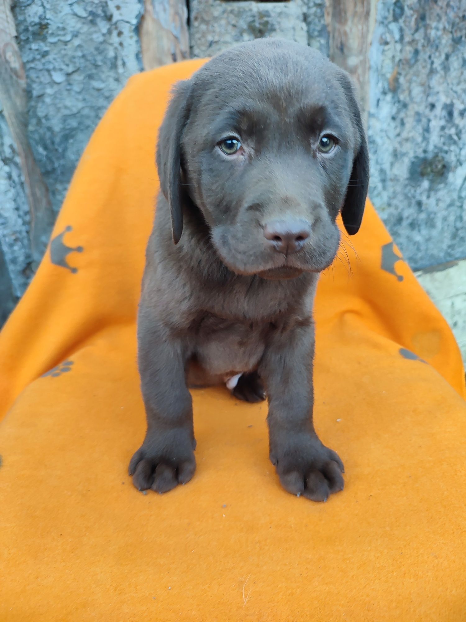 Labrador ciocolatiu mascul 2 luni pedigree valoros