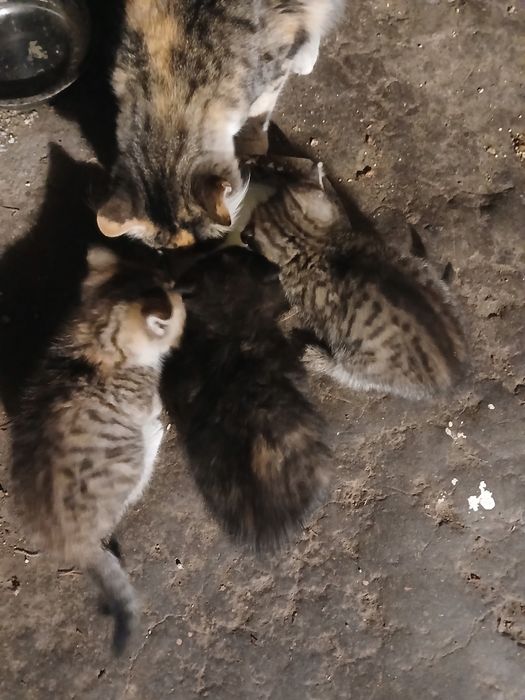 Donez pui de pisică