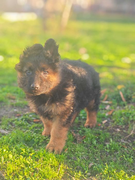 Продавам немски овчарки