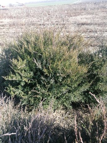 Ienupar(Juniperus communis)