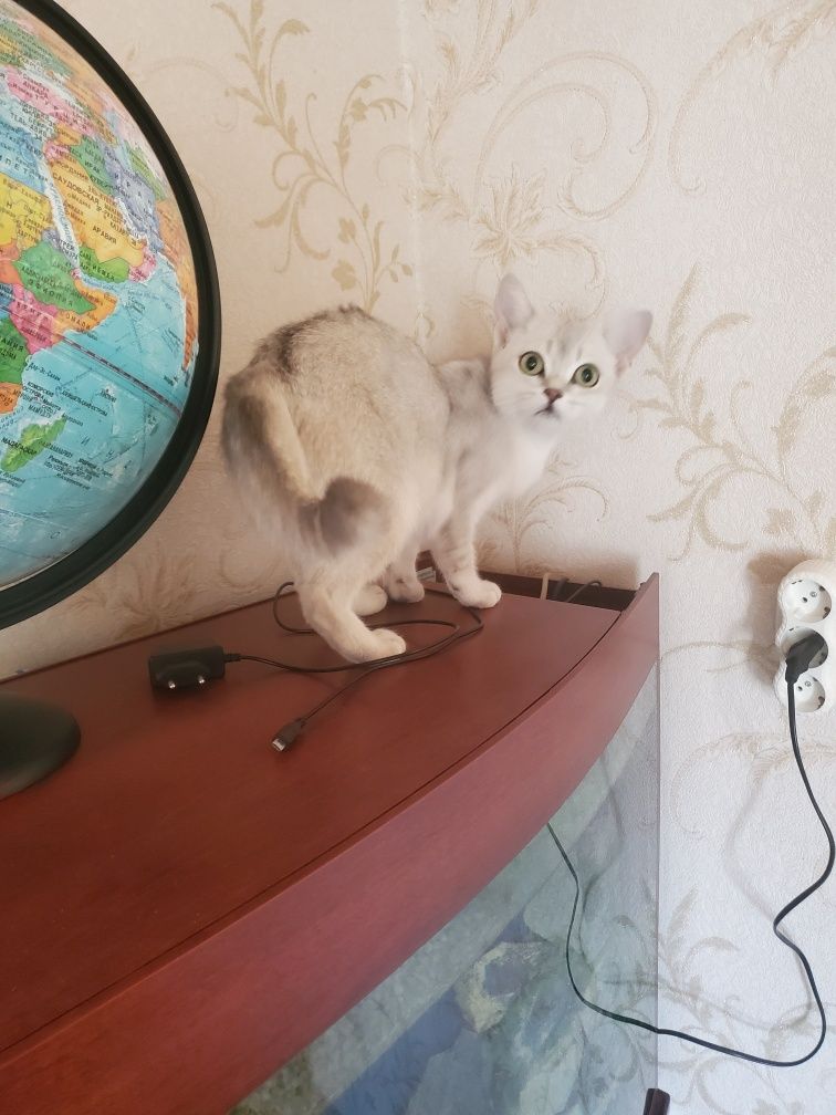 Шиншилла.страйт.
