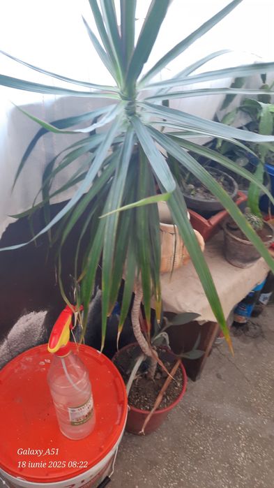 Planta de interior Dracena