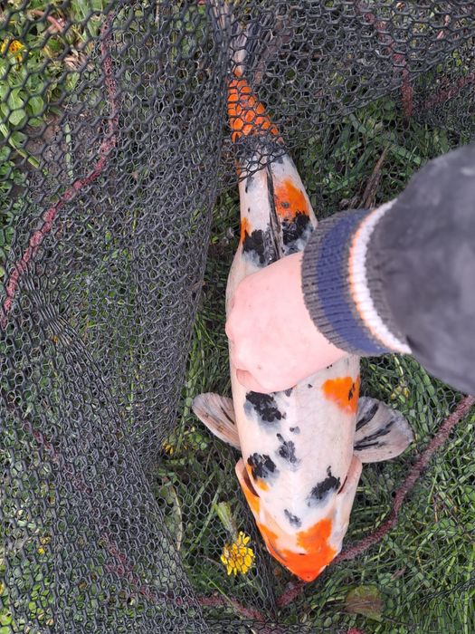 Vând Crapi Koi culori diferite