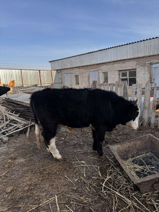 Баспақ  сатылады