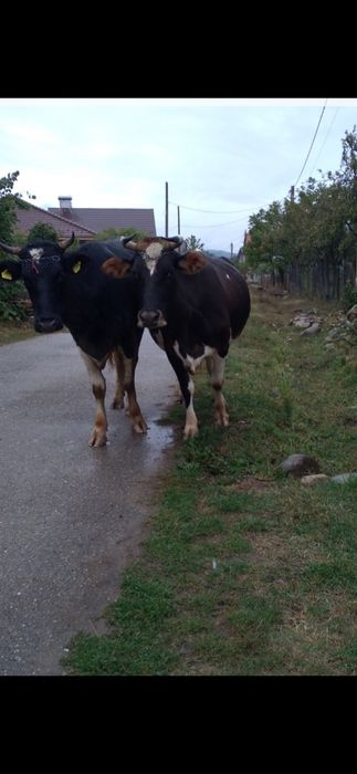 Vând vaca in varsta de 2 ani gestanta cu al 2 vitel  Gestatie 4 luni