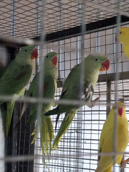 De la perusi la alexandrii mari